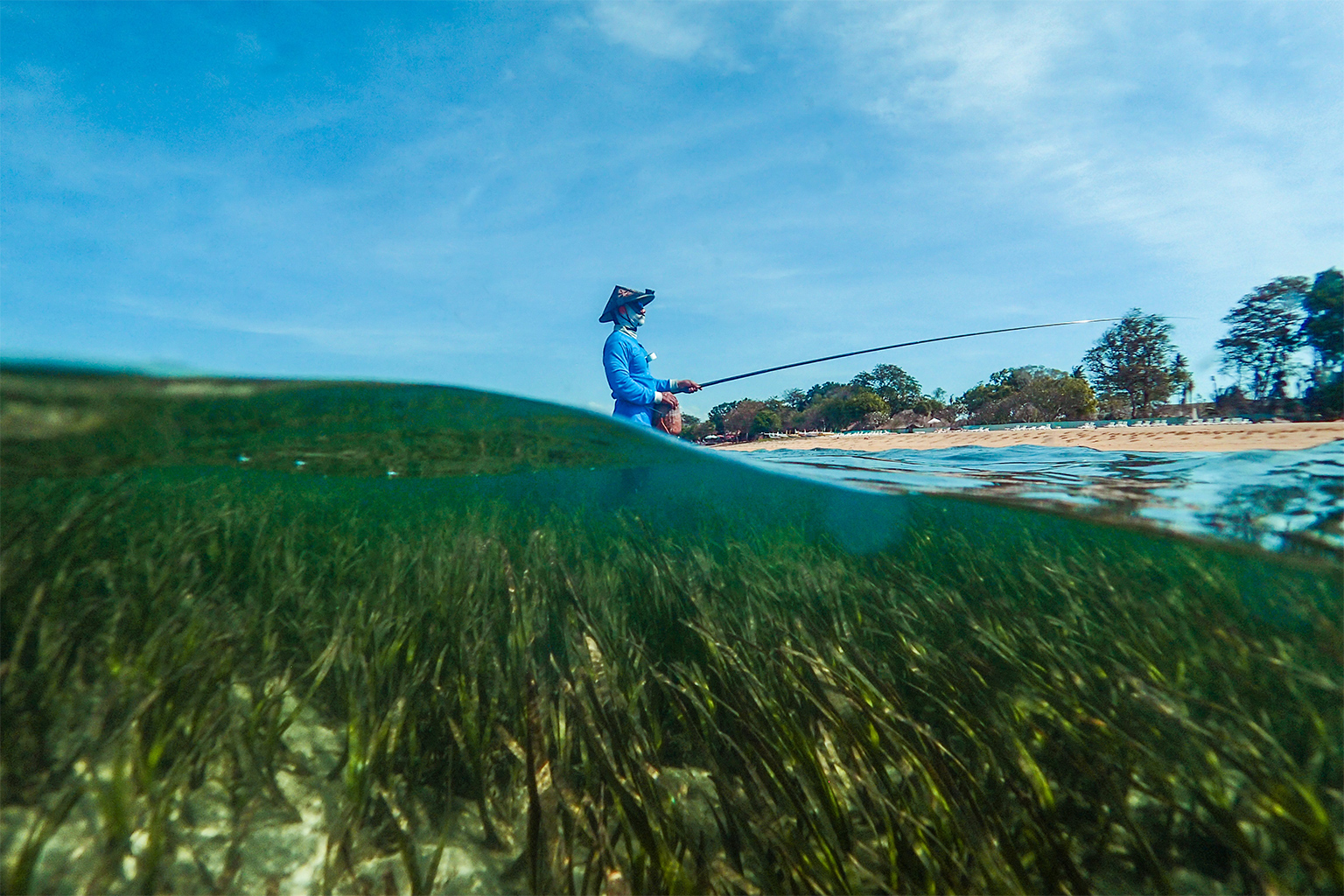 Healthy seagrasses are an important home for marine life, including an estimated one-quarter of the world’s 25 largest fisheries. Image by Benjamin Jones/Project Seagrass.