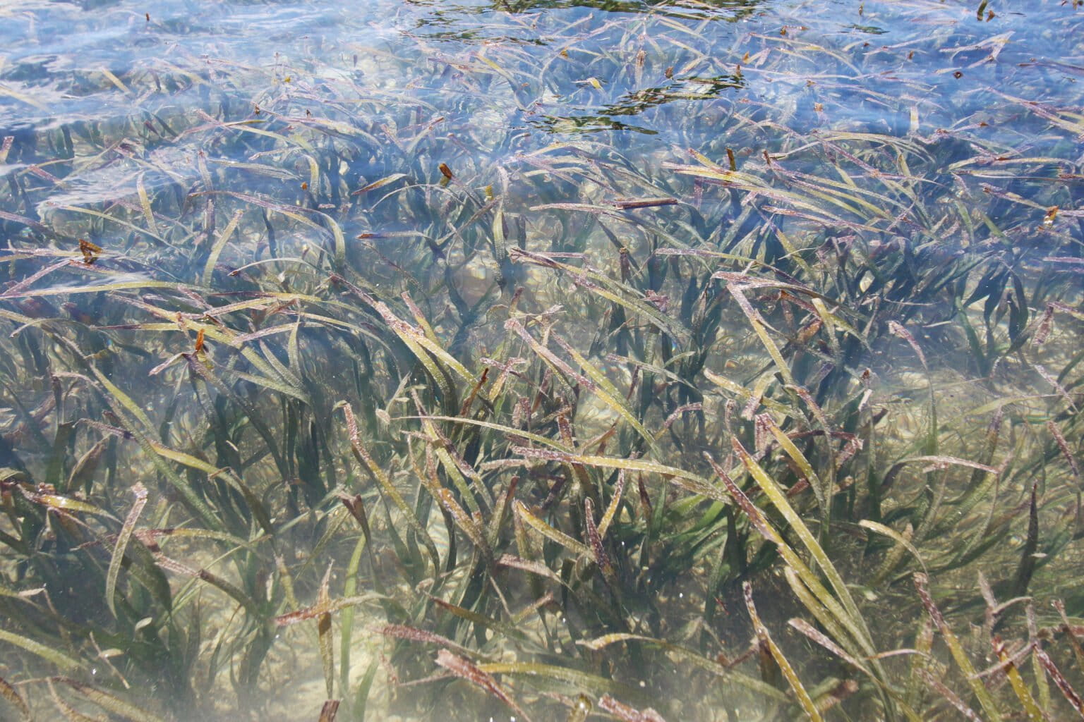 Indonesia is moving to designate 17 seagrass habitats as national strategic areas for blue carbon, a plan that promises climate and community benefits but raises concerns over safeguards. Image courtesy of Eko Siswono Toyudho/Konservasi Indonesia.