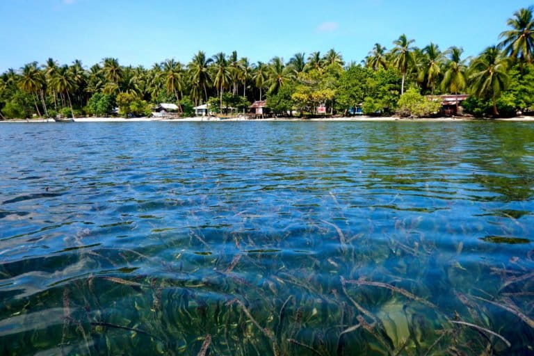 The inhabitants of Auki island in Indonesia’s Papua province have for generations depended on the rich resources from coastal ecosystems, such as seagrass, mangroves and marine life. Image by Ridzki R. Sigit/Mongabay Indonesia.