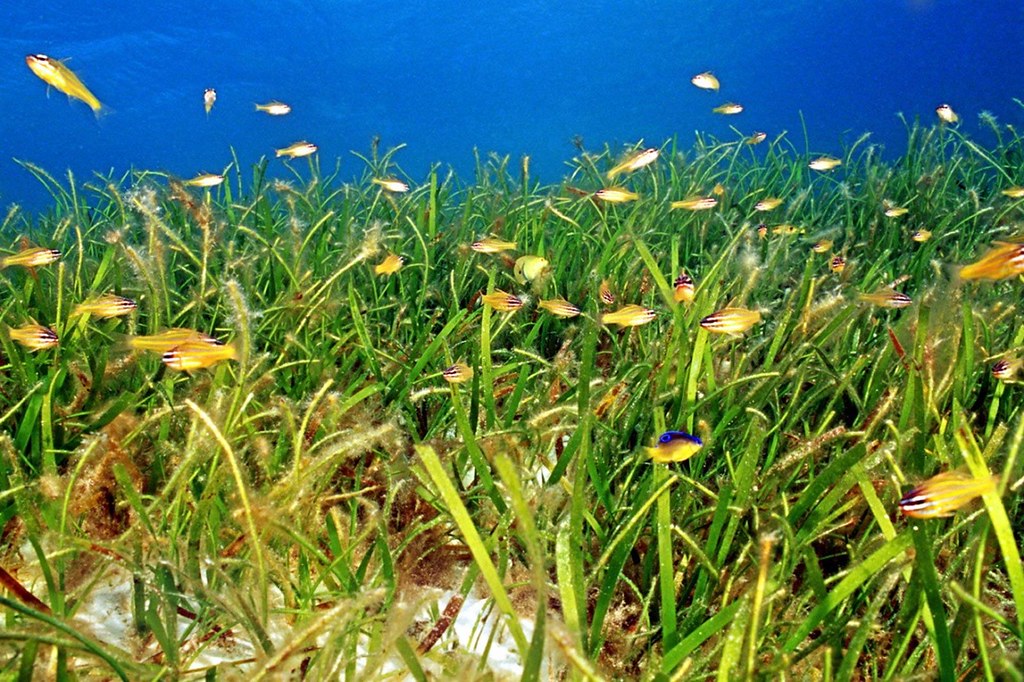 東沙海草床。圖片來源：擷取自內政部海洋國家公園管理處網站