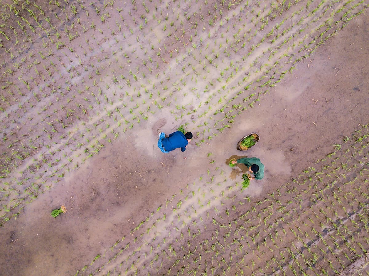 Farmers plant rice in east China’s Huangshan region, Anhui province (Image: Leonardo Lazo / Alamy)