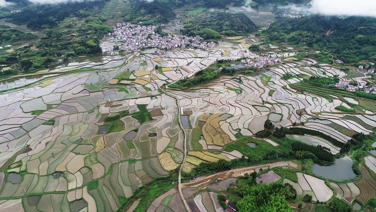 Rice terraces in Anhui, one of China’s major rice-growing regions (Image: View Stock / Alamy)