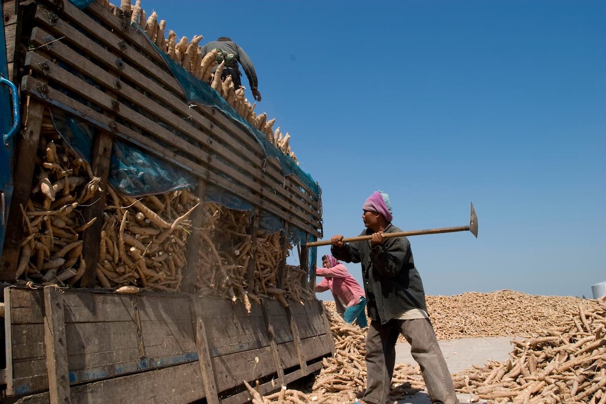 Cassava roots being delivered to an ethanol production plant in the city of Khon Kaen, north-east Thailand. Molasses and cassava are the primary feedstocks for ethanol produced in the country (Image: Aroon Thaewchatturat / Alamy)