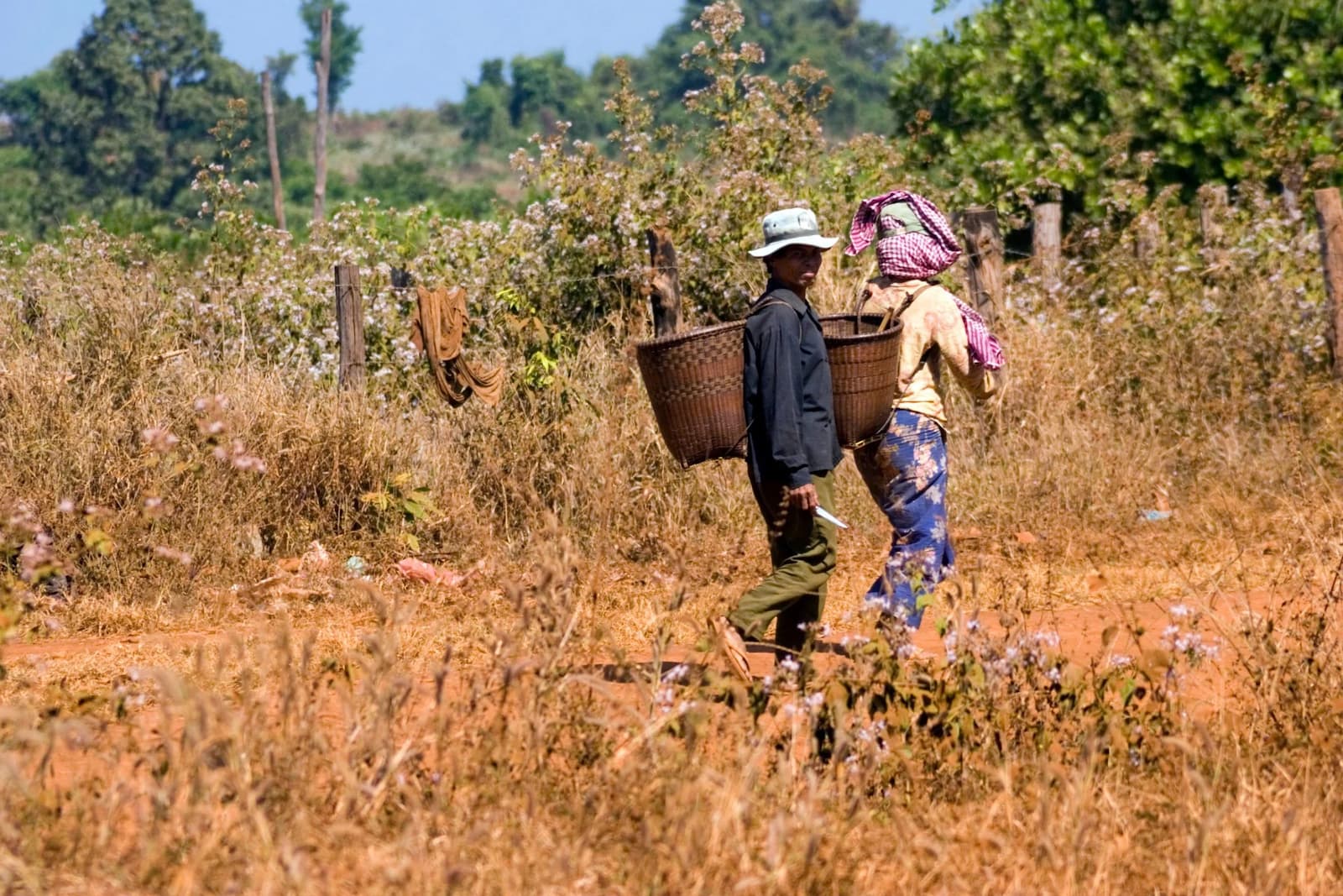 Farmers in Ratanakiri province, Cambodia, face widespread debt from microfinance loans, with borrowers reporting intimidation by loan officers from institutions like LOLC Cambodia 