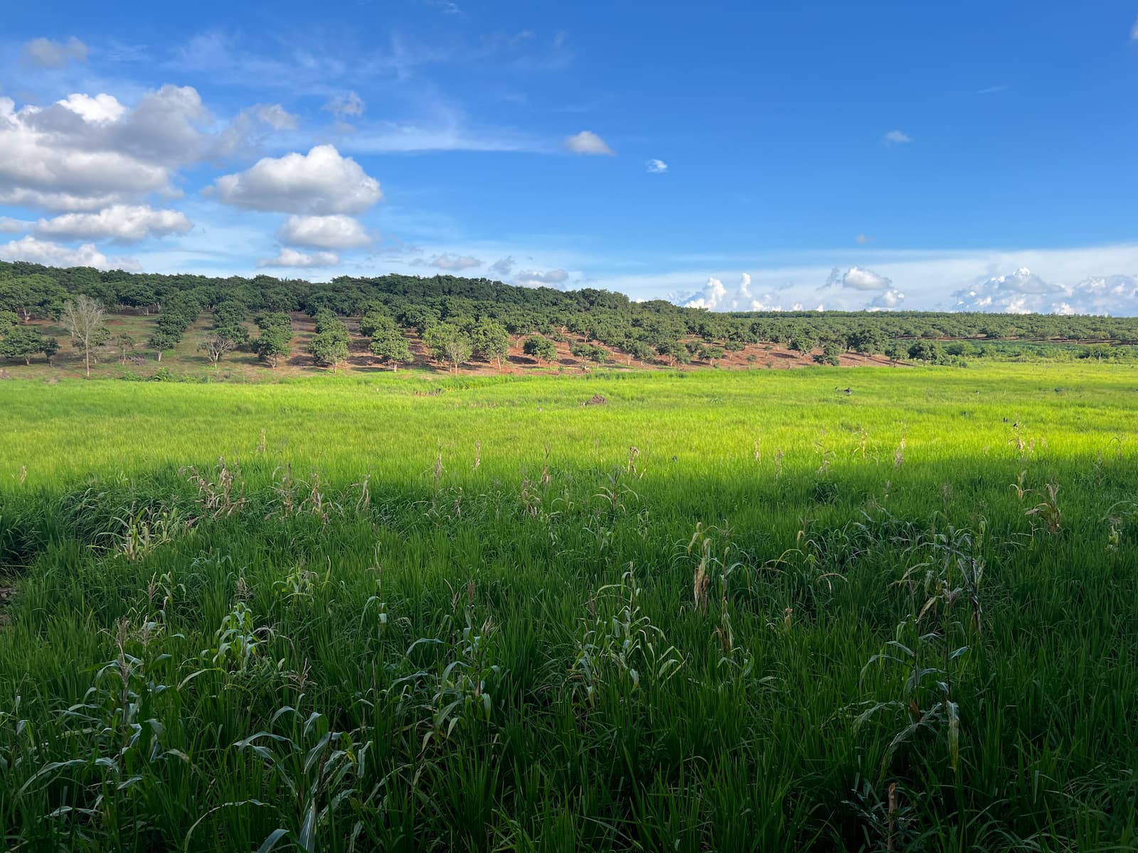 Rajom Sang’s rice field, with cashew trees in the distance. Sang said microfinance loans have left people in his village saddled with debt