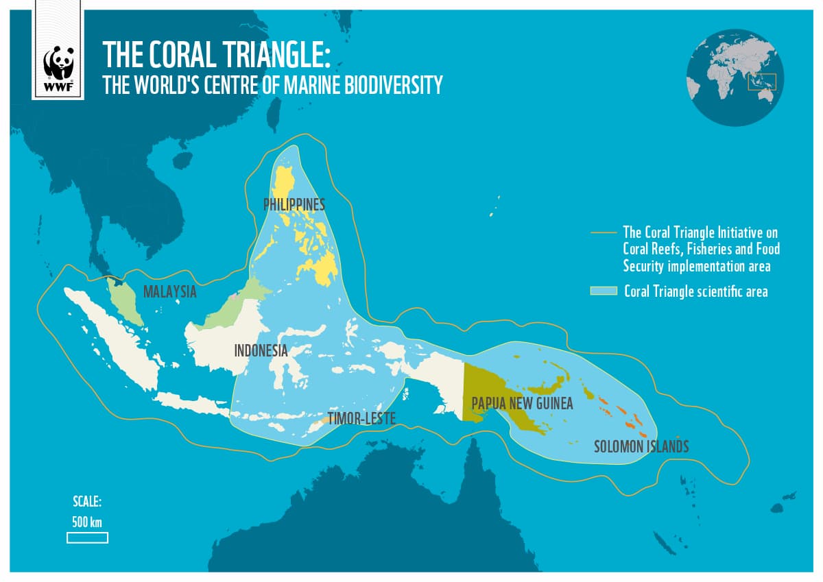 珊瑚大三角是全世界珊瑚多樣性最高的海域。圖片來源：WWF