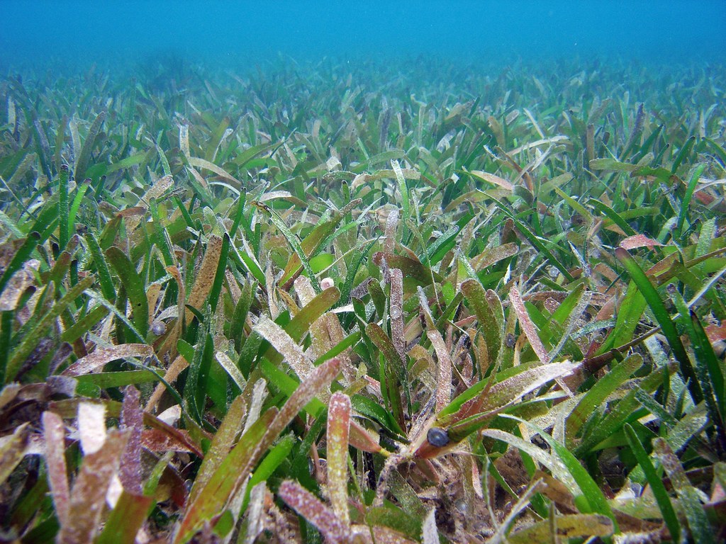 東沙鋸齒葉水絲草海草床。照片來源：林幸助／數位島嶼（CC BY-NC-SA 3.0）