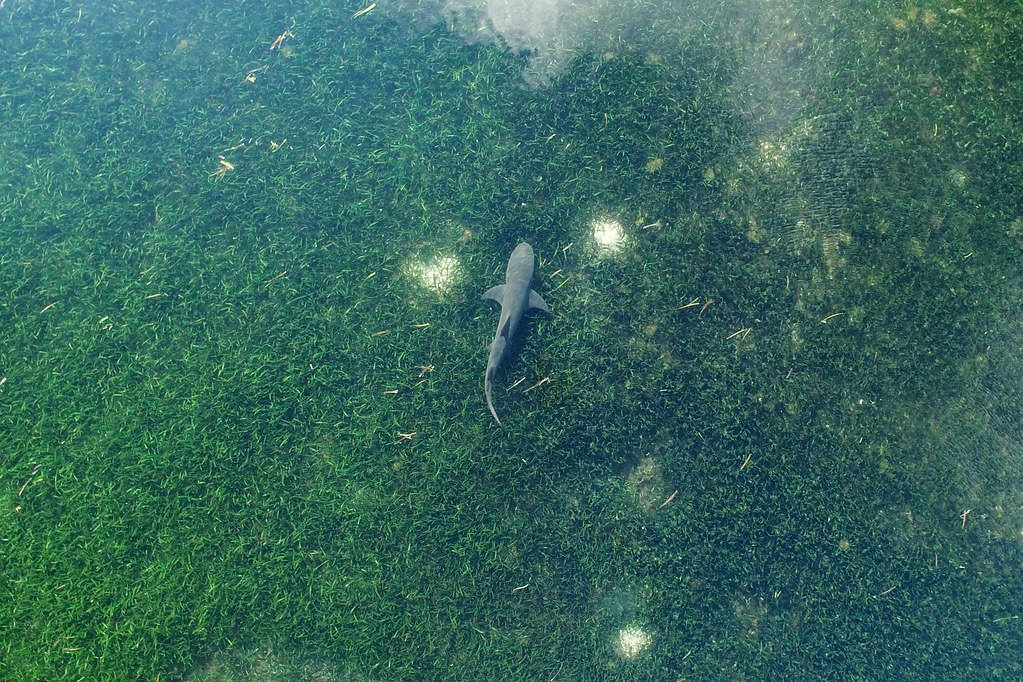 東沙島周邊是全球海草的熱點，也是許多海洋生物的棲息地。