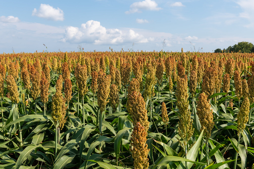 Pertamina promotes sorghum cultivation as a source for bioethanol. 