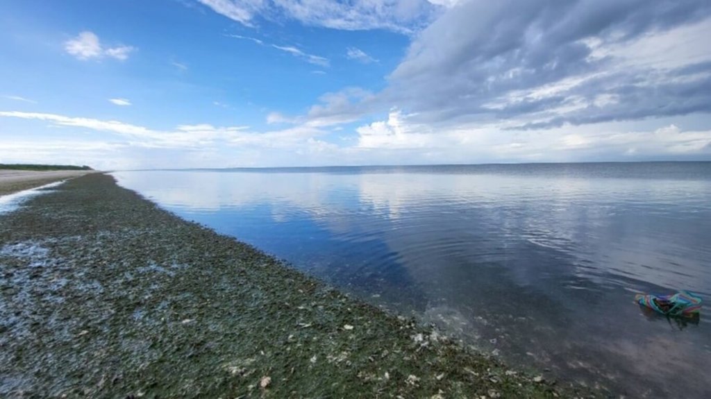 台灣藍碳分布較廣，面積最大藍碳生態系為「海草床」，但大多分布在東沙群島，目前最具潛力且極需復育的則是紅樹林。