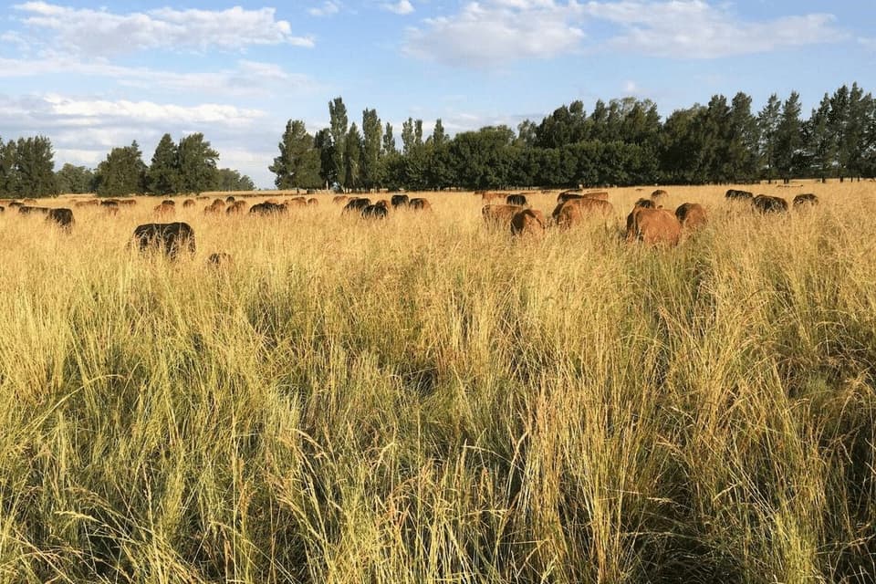 Boomitra’s grassland project in Paraguay will supply carbon credits to Singapore. (Photo: Boomitra)