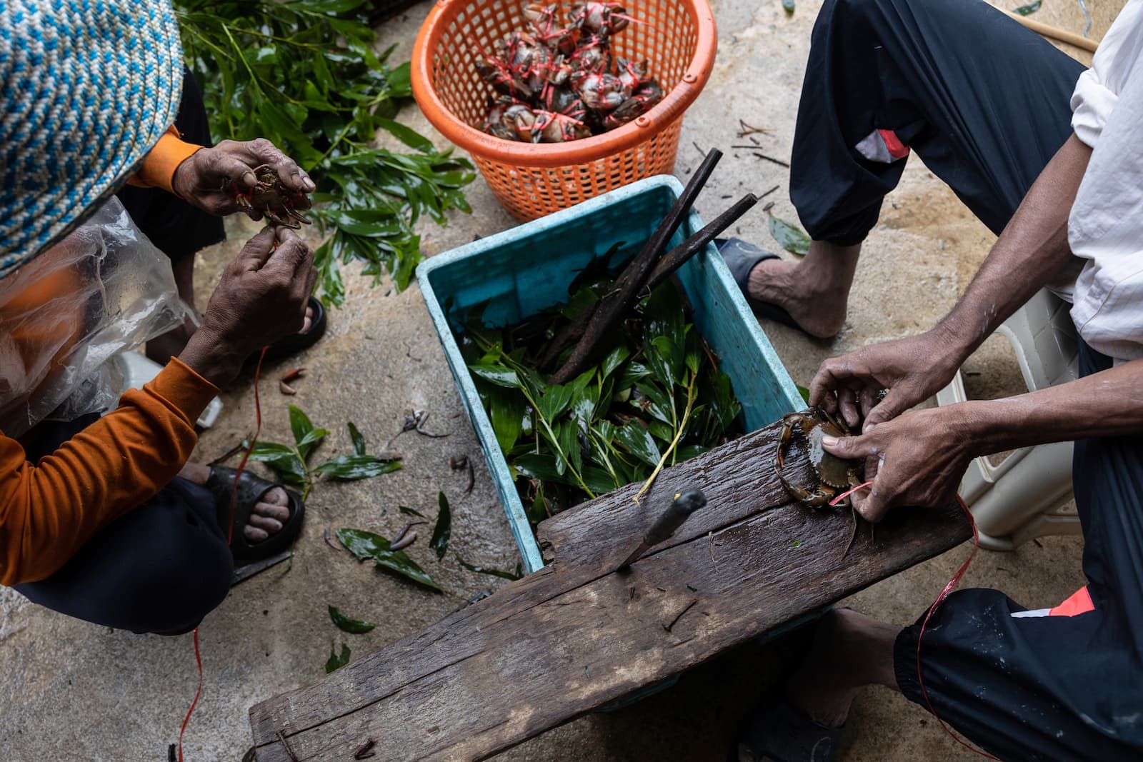 Fishers from Bang Rin prepare mangrove crabs they have caught for sale by tying up their legs and claws. Communities often rely on the natural resources provided by their mangroves