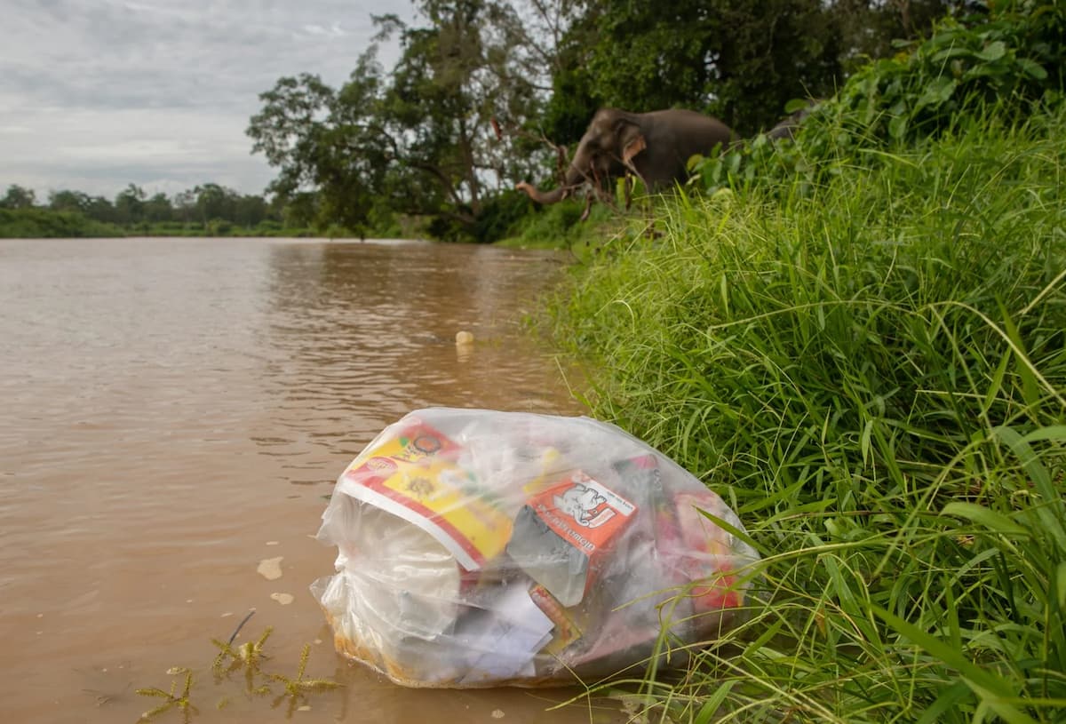 A plastic bag full of waste floats down the Ruak River, a tributary of the Mekong on the border of Myanmar and Thailand. Nearby, a rescued elephant plays in the water. The United Nations Environment Programme warns plastic pollution could triple by 2040, threatening the biodiversity of this rich ecosystem (Image: Anton L. Delgado / Dialogue Earth)