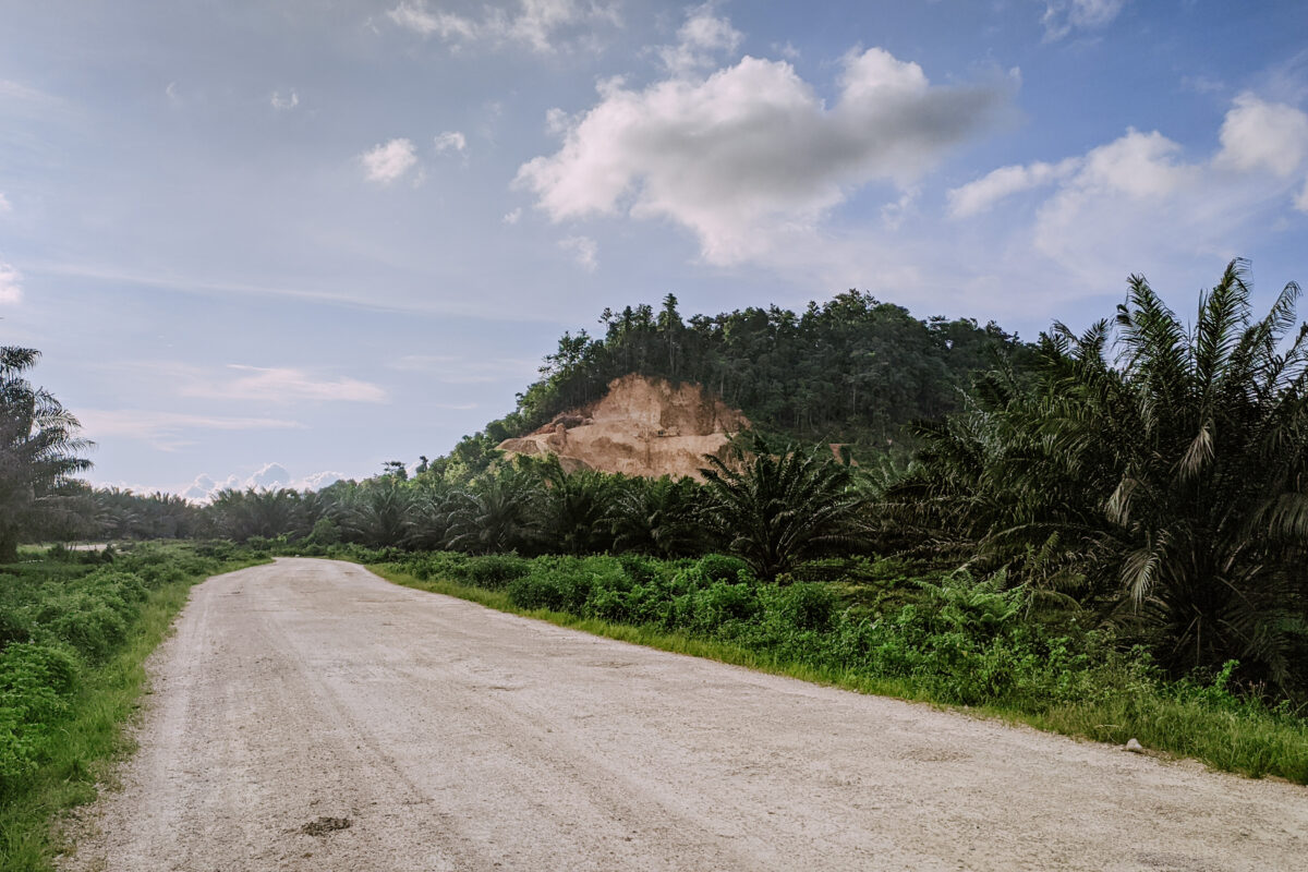 Palm oil concession of plantation company PT Mamuang, a member of the Astra Agro Lestari group, which is embroiled in land conflict with local communities in Central Sulawesi, Indonesia. Image by Agus Mawan/Mongabay Indonesia.