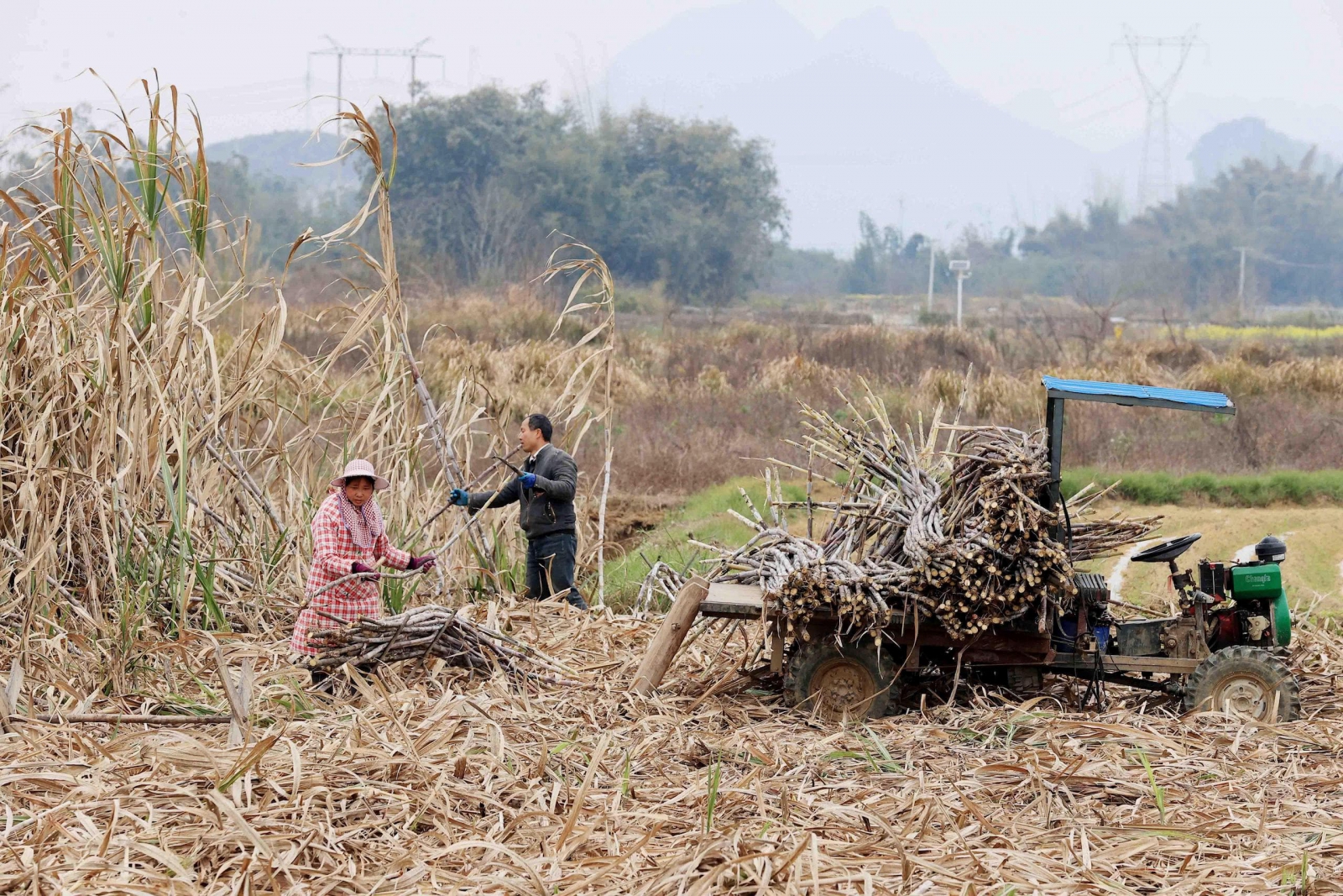 Farmers cut sugarcane in Guangxi province, south China, where applying biochar could increase soil quality and raise incomes