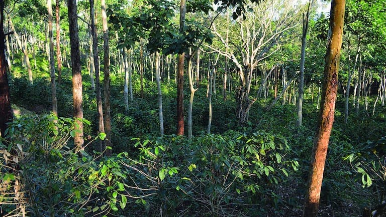 Shade grown coffee. Image courtesy of World Agroforestry/CIFOR-ICRAF.