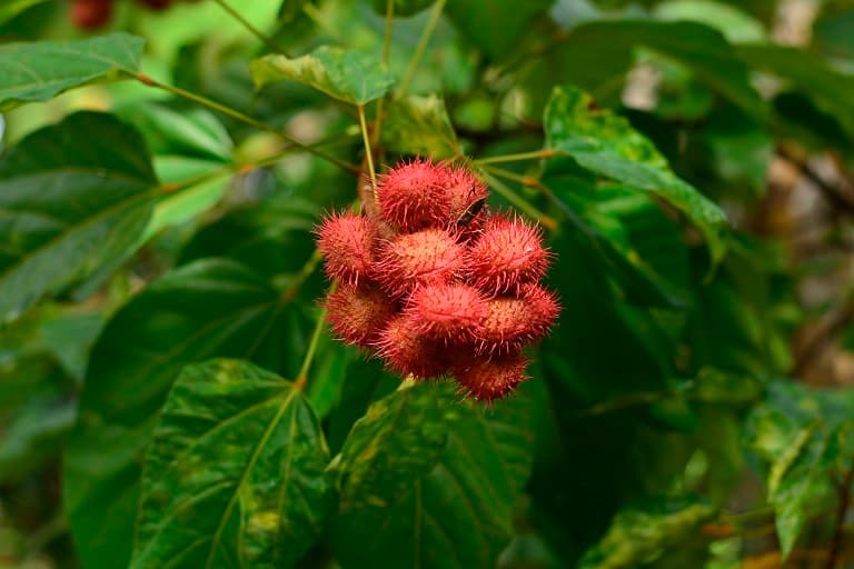 Achiote grown in an agroforestry system. Image by Ocean Malandra for Mongabay.