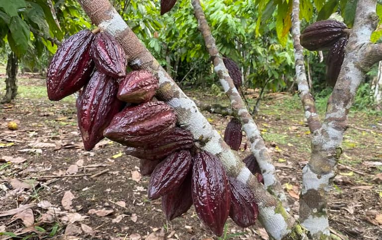 Shade grown cacao. Image by Erik Hoffner for Mongabay.