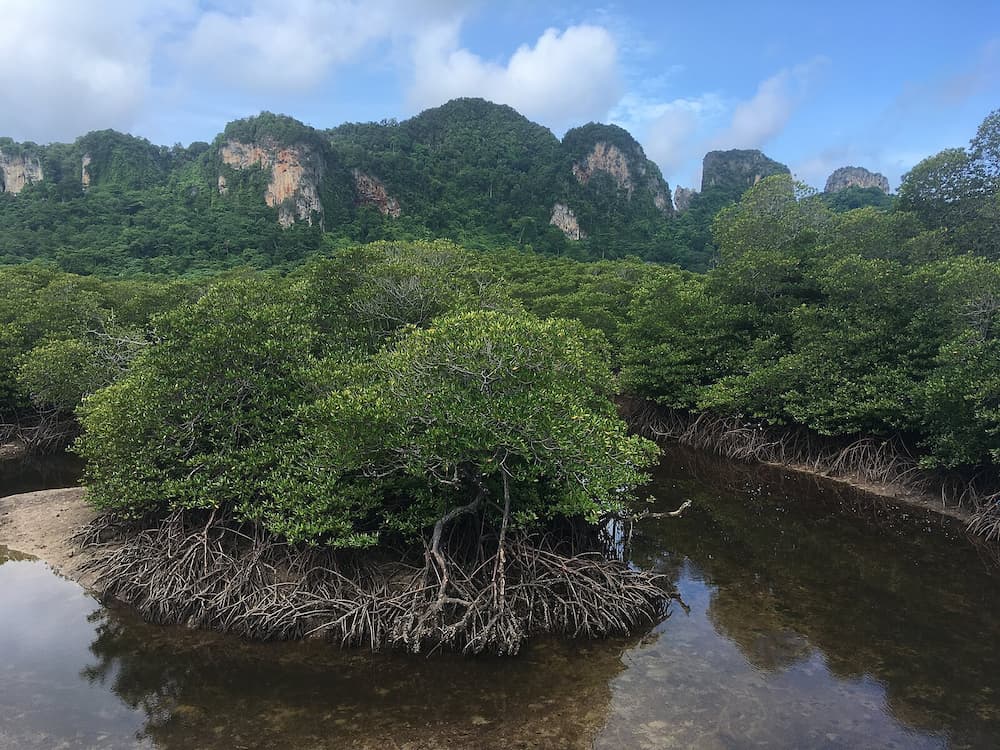 ​​​​​​​Thailand has 176,000 hectares of mangrove forests, but much of this area has been converted into aquaculture farms. In response, the Thai government has introduced several protection policies. 