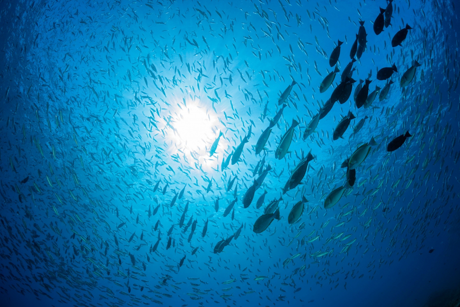 Schooling fish in West Papua, Indonesia. Tropical nations, many of which rely heavily on fisheries industries, will be most impacted by decreasing fish stocks