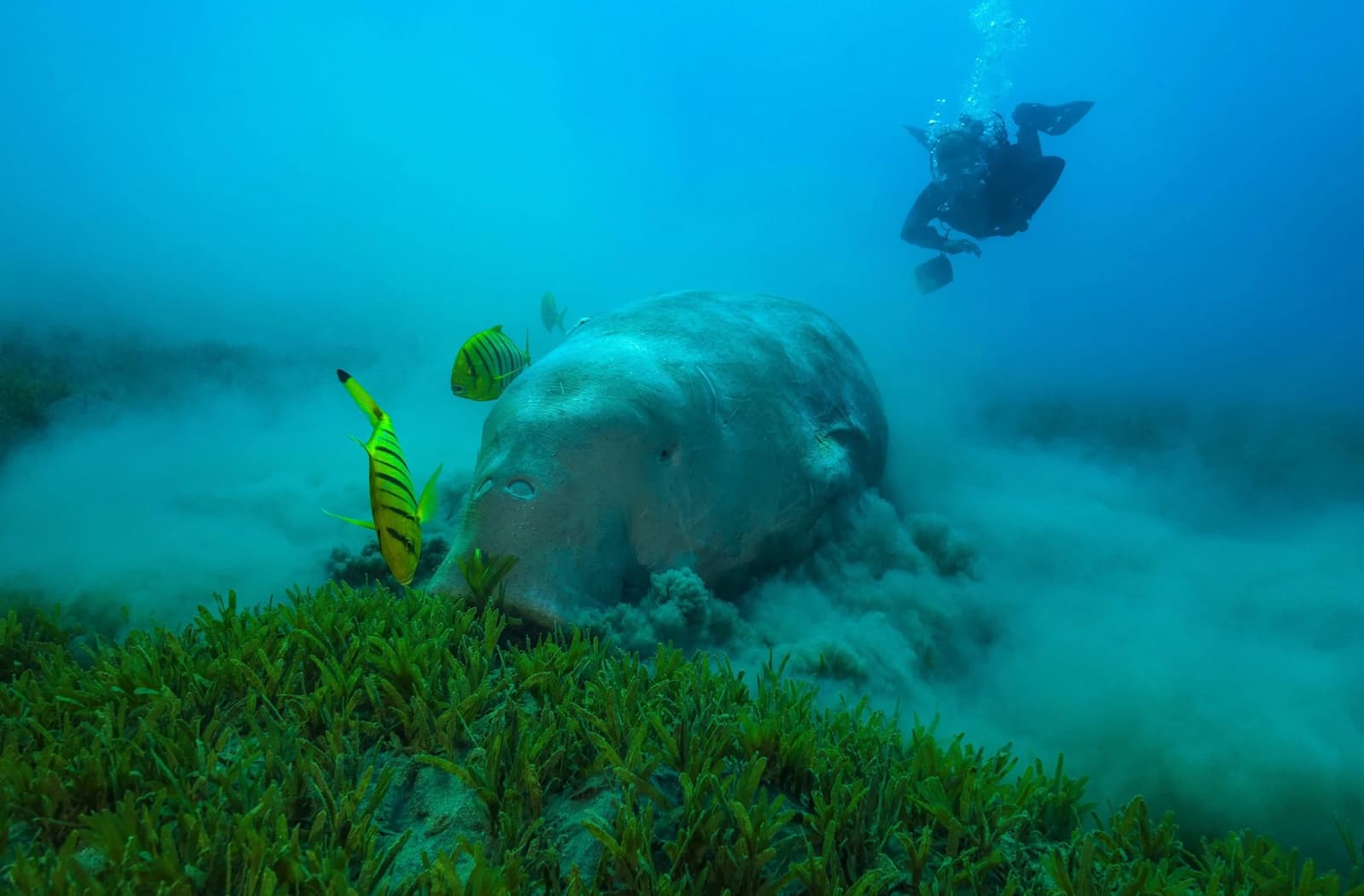 A dugong eating seagrass in the Red Sea, Egypt (Image: Andrey Nekrasov / Zuma Press / Alamy)