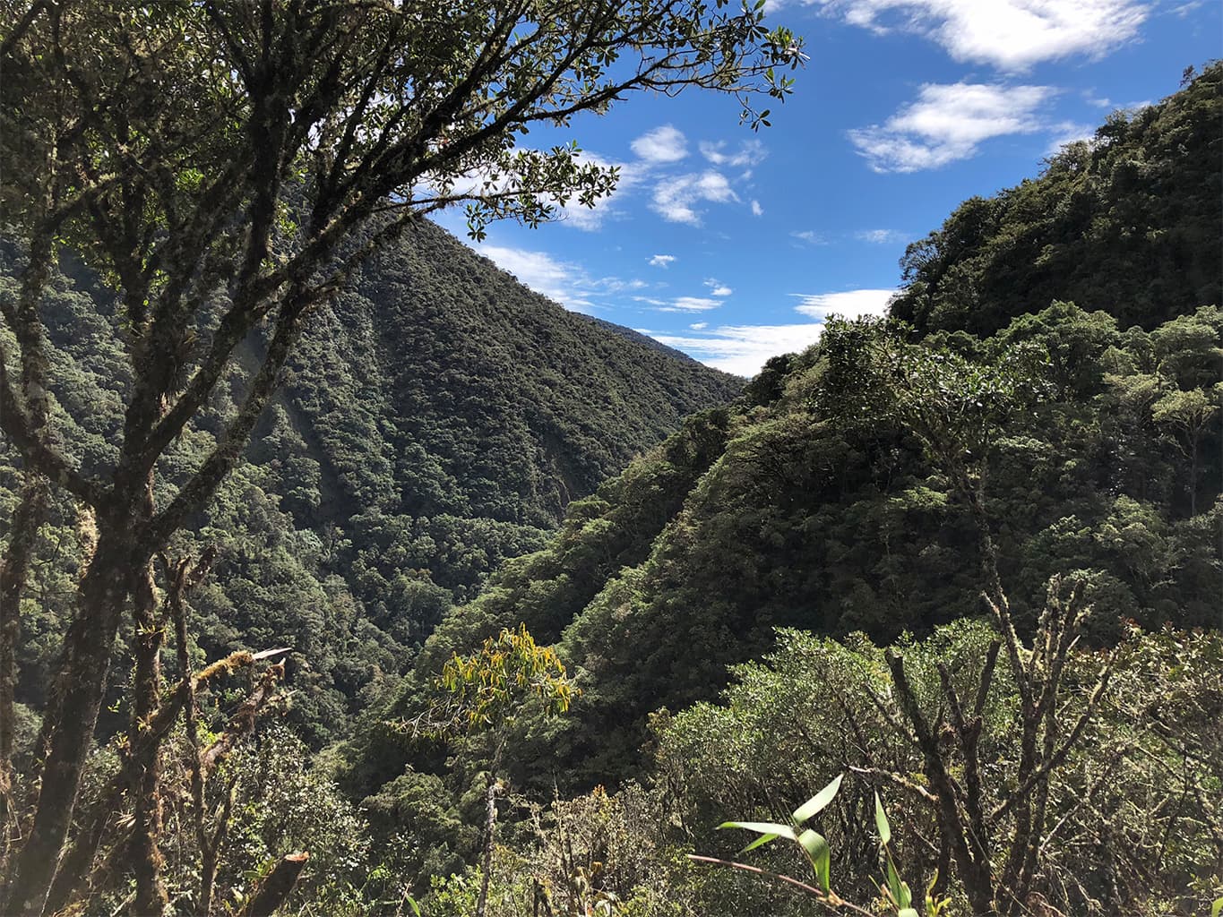 Tropical forests like this one in the Peruvian Amazon could qualify for annual payments from the Tropical Forest Forever Facility (TFFF) to help keep them standing and delivering planetary ecosystem services — especially carbon sequestration that slows the rate of climate change. Image by Justin Catanoso