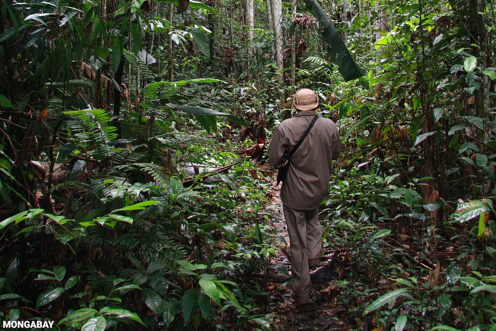 An Indigenous park guard on forest patrol in Suriname. Indigenous peoples and local communities (IPLCs) are vital to tropical forest stewardship. Image by Rhett A. Butler/Mongabay.