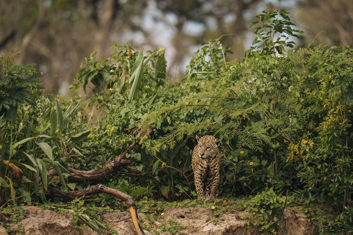 An initiative in Brazil sells one jaguar credit for one year of “stewardship” of one hectare in the Pantanal wetland (Image: Cavan Images / Alamy)