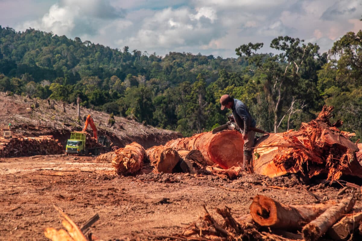 Tree felling on an energy plantation concession in Indonesia where wood has been used to supply wood pellets to South Korea. Image courtesy of FWI.