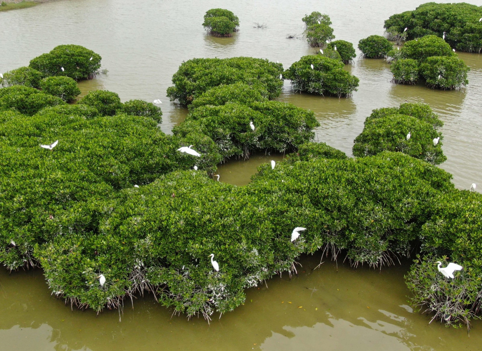 China’s first blue carbon trading project, involving mangrove afforestation in the southern city of Zhanjiang, Guangdong province (Image: Deng Hua / Xinhua / Alamy)