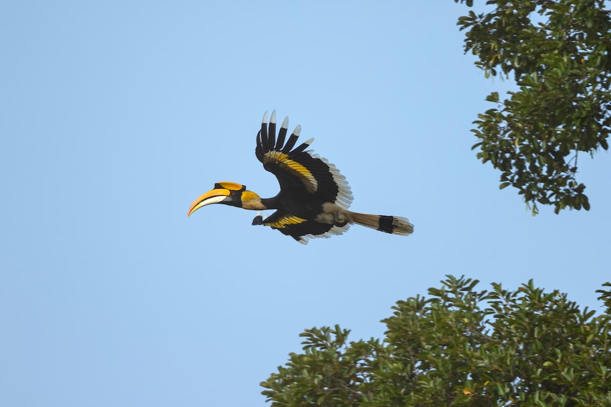 A great hornbill (Buceros bicornis) in flight at Seima Protected Forest, Mondulkiri Province, Cambodia. Experts say measures can be taken to help ensure wind turbines pose no threat to protected bird species like this, but locals say construction is already impacting wildlife (Johnny Madsen / Alamy)