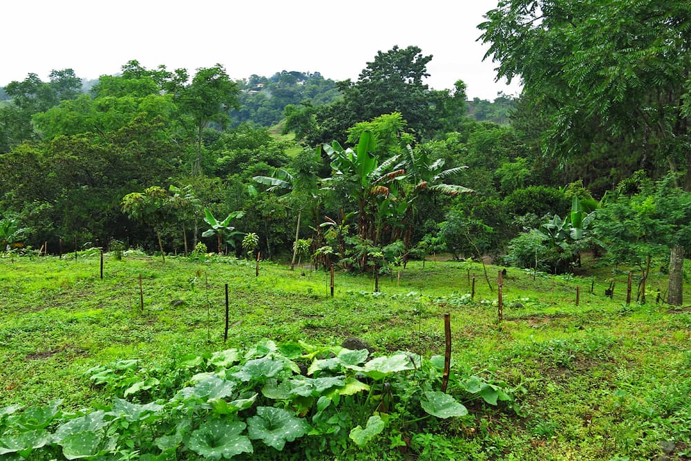 This restoration project in Costa Rica was part of a country-led effort to change the dynamics of land degradation in Latin America and the Caribbean. Countries, financial partners and technical partners set the goal of bringing 20 million hectares (49 million acres) of degraded land in the region into restoration by 2020. Ancillary benefits such as job creation, improved public health and greater carbon sequestration are often not factored into the monetary benefits of these kinds of grant-funded projects. Image courtesy of Luciana Gallardo Lomeli/WRI.  