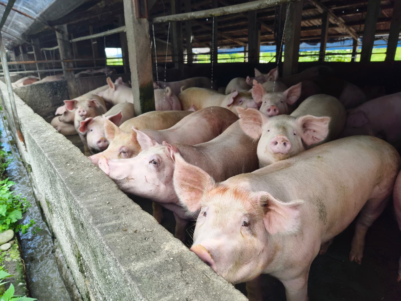 為防範非洲豬瘟疫情擴散,農業部全面禁止使用廚餘餵飼豬隻。 (來源:iStock)