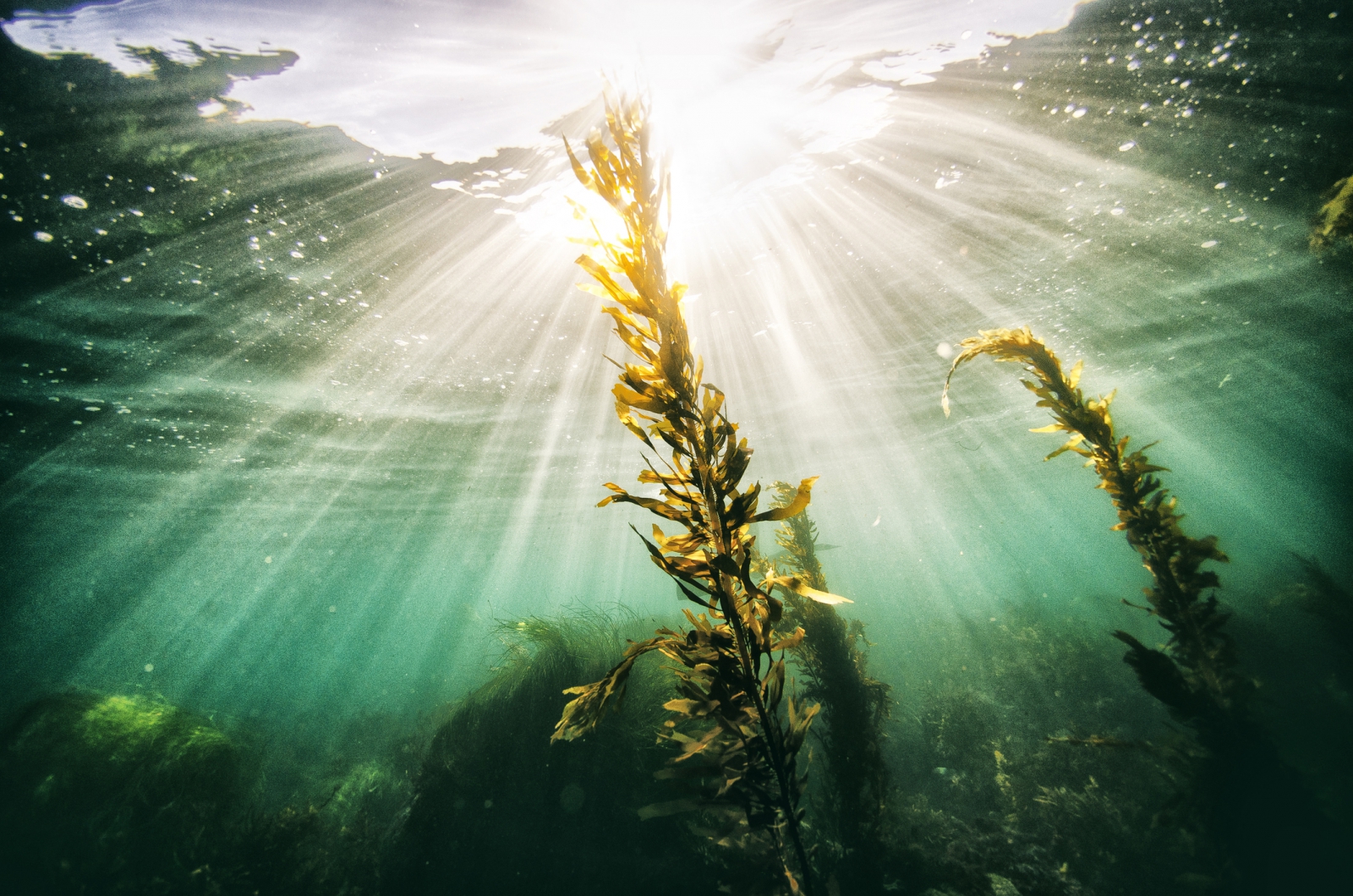 Large seaweeds can absorb carbon dioxide 20 times than forests.