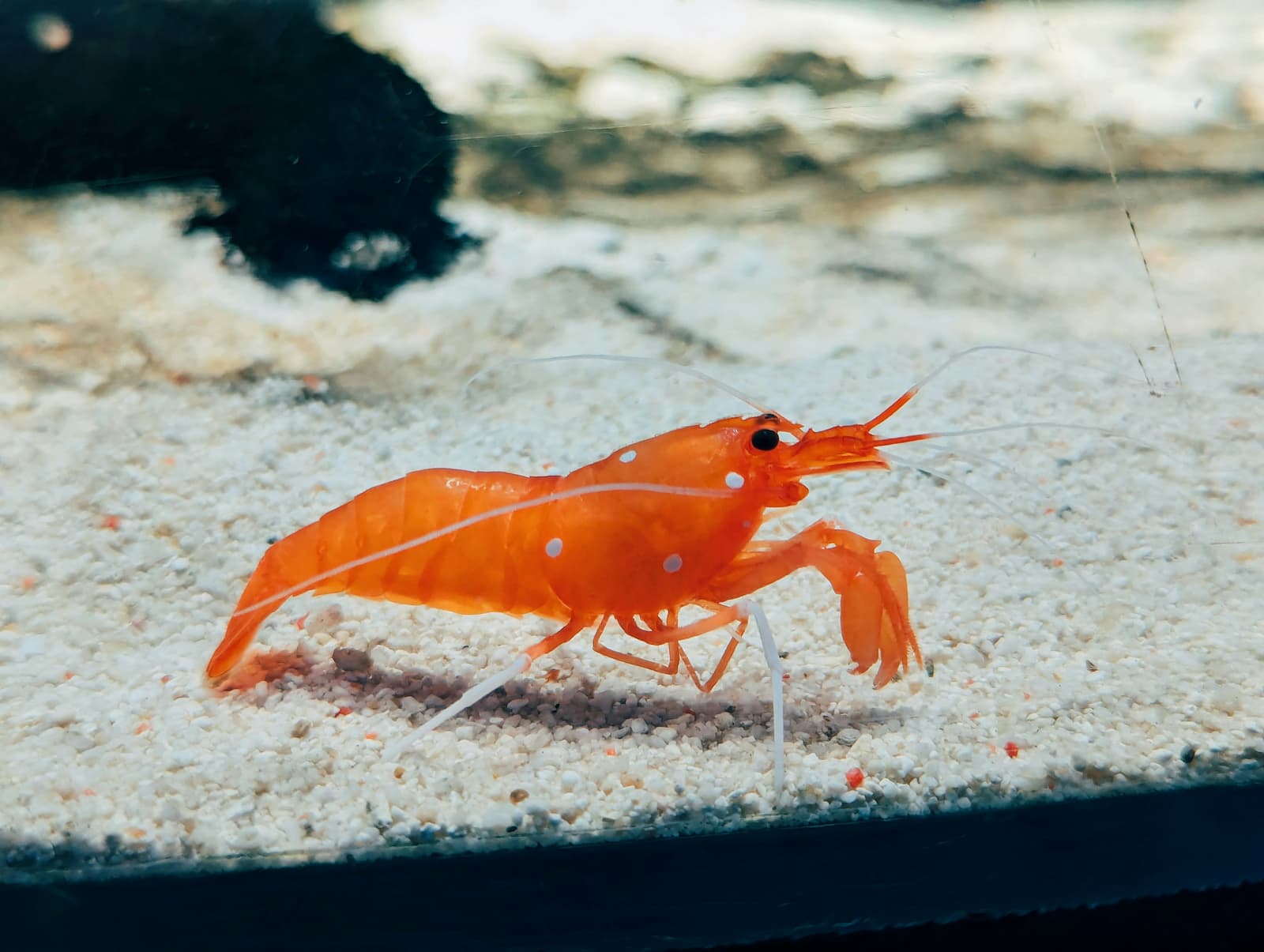 阿聯沙研究團隊將蝦殼、蝦頭與腸道收集起來，將有機殘渣轉化為生物炭。
