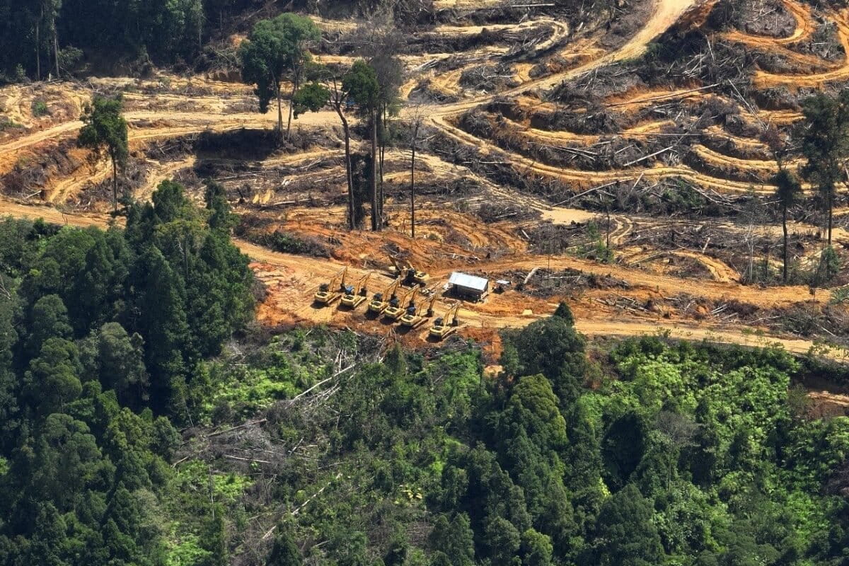 Bulldozers are being used by palm oil plantation PT Sawit Panen Terus to destroy significant areas of lowland rainforest in the Leuser Ecosystem, in February 2024. Image courtesy of RAN.