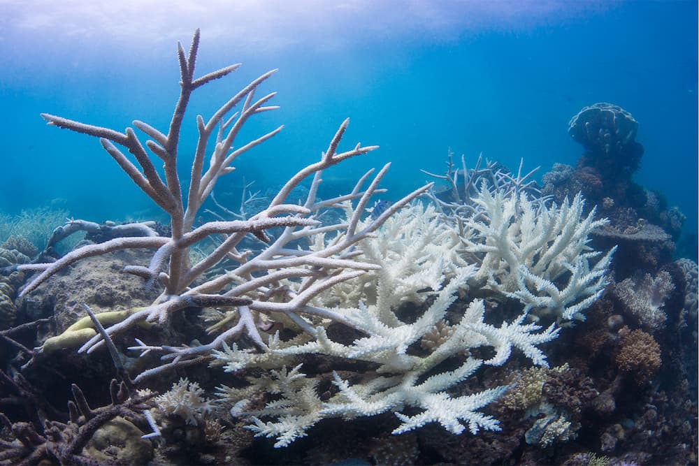 Coral bleaching on the Great Barrier Reef in 2017. Shipping accounts for about 3% of the world’s greenhouse gas emissions, and trade volumes are expected to rise in coming decades. Image courtesy of The Ocean Agency/Ocean Image Bank.