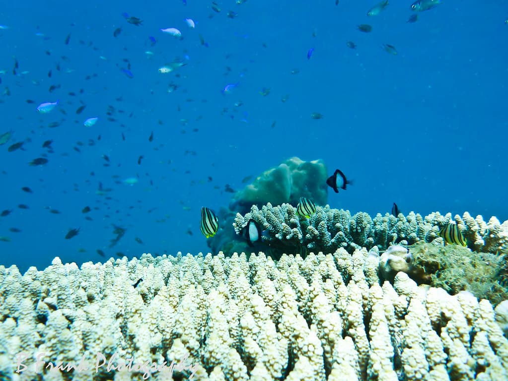 Coral reef in Vietnam. Image by Björn Frank via Flickr (CC BY-NC 2.0).