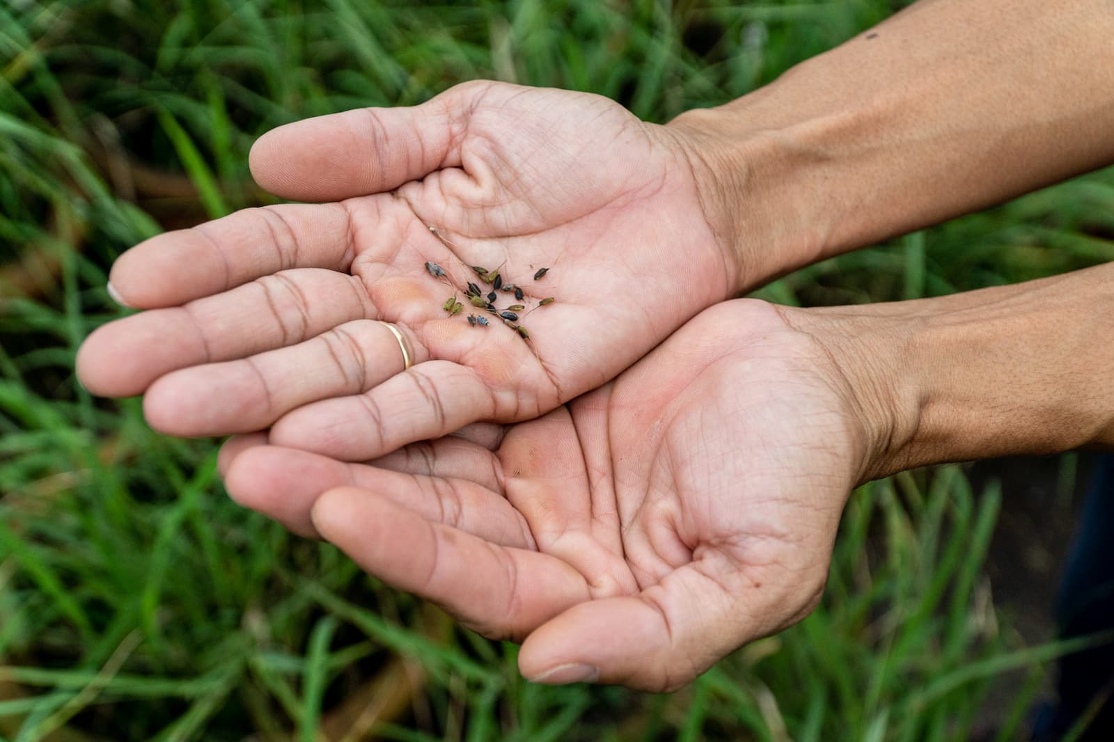 Wild rice seeds of the Oryza officinalis variety are grown in the net house of the Mekong Delta Rice Research Institute in Cần Thơ, Vietnam. Expert says that their remarkable genetic diversity make them ideal for breeding climate-resilient rice (Image: Nam Phong / Mekong Eye)
