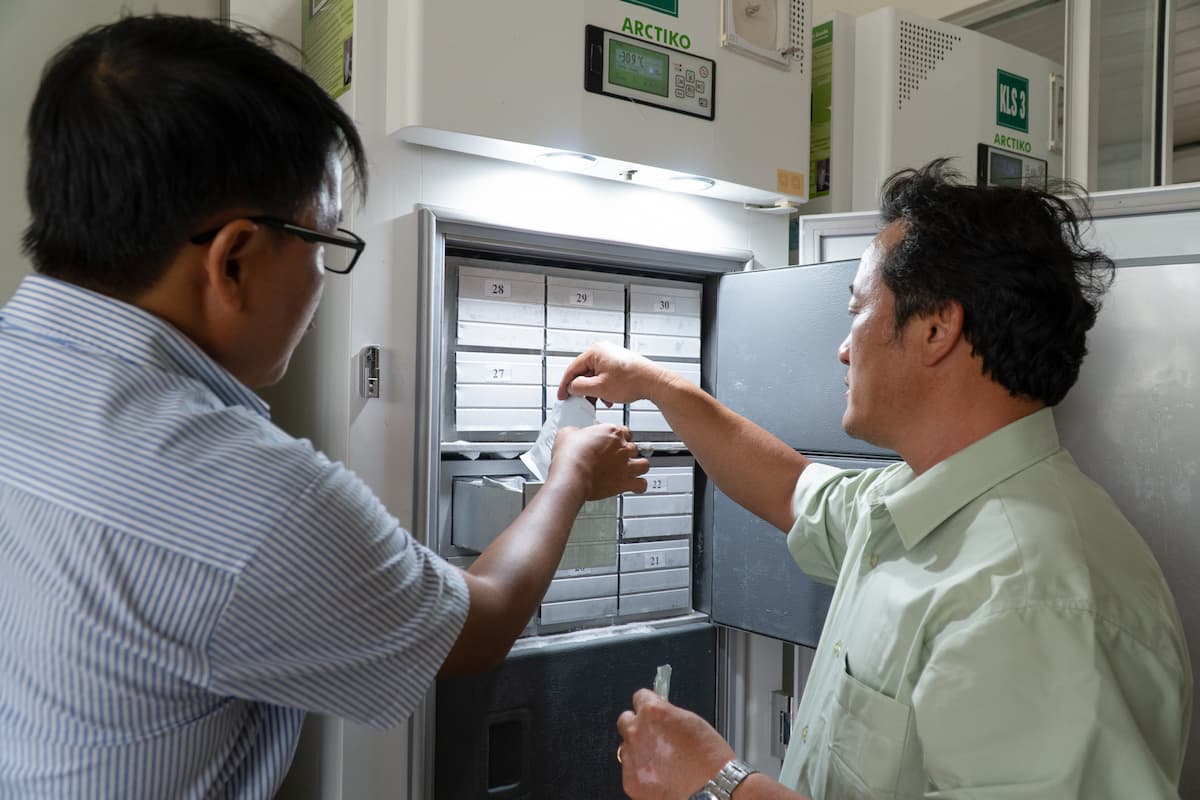 Two wild rice varieties, Oryza officinalis and Oryza rufipogon, are currently stored in the gene bank of the Mekong Delta Rice Research Institute, but funding has become a problem (Image: Nam Phong / Mekong Eye)