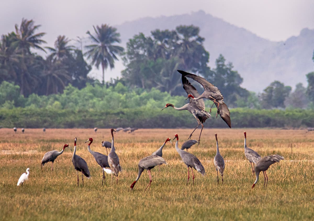A flock of sarus crane in Tràm Chim National Park. The endangered species uses ghost rice fields as feeding and resting grounds and are now a rare sight in the area (Image: Tang A Pau)