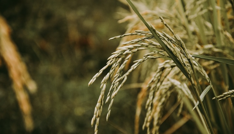 Low-carbon rice production could help Vietnam meet 2030 emission target