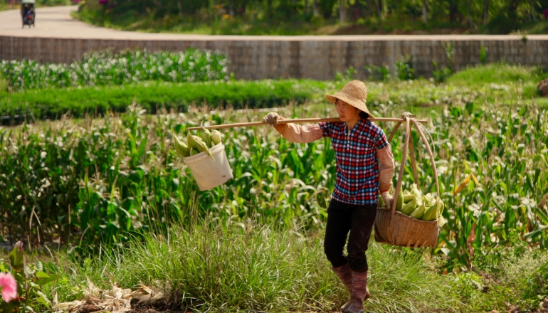 China to launch rural pilot scheme for renewables