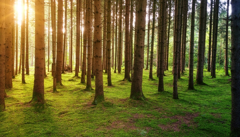 AstraZeneca pledges to plant 200 mln trees globally by 2030