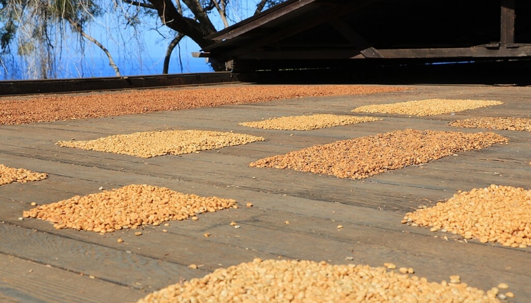 印尼用地熱改良咖啡加工 可望創造經濟與環境效益