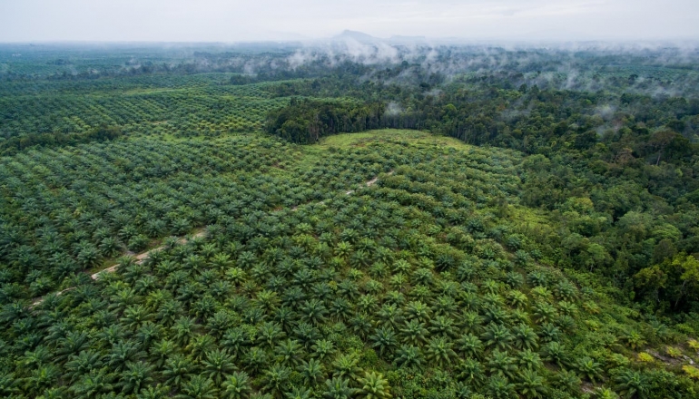 Indonesia plan to restore nearly half a million acres of forests from oil palm plantations