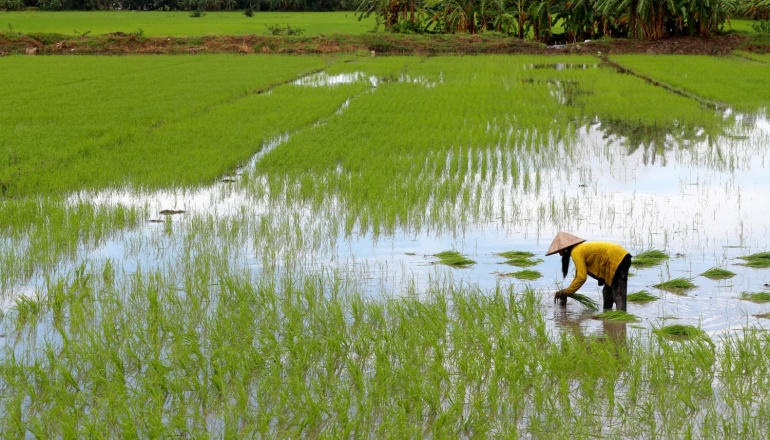 Farmers ambivalent over Vietnam’s low-carbon rice programme