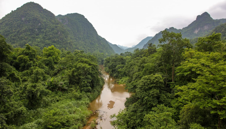 越南过去三年植树逾七亿棵 森林覆盖率超过42%