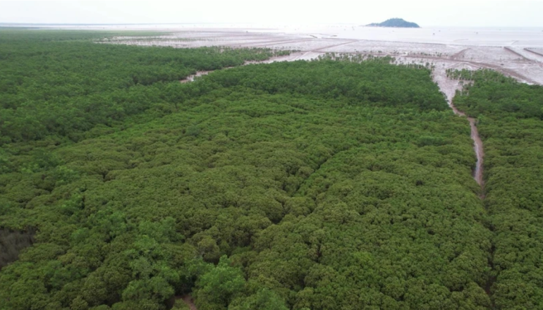 森林减排量高于预期 越南为约500万吨碳权找买家