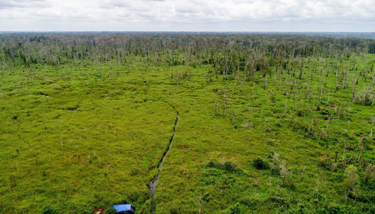 印尼政府控违规 全球最大森林碳抵换项目执照遭撤